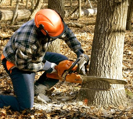 Tree Removal in Poth, TX